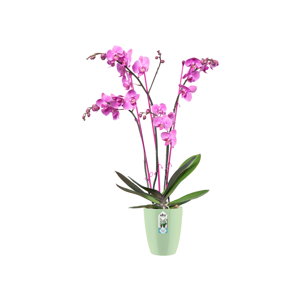 Brussels Diamond Orchid High 15