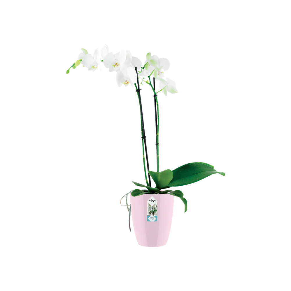 Brussels Diamond Orchid High 10,5
