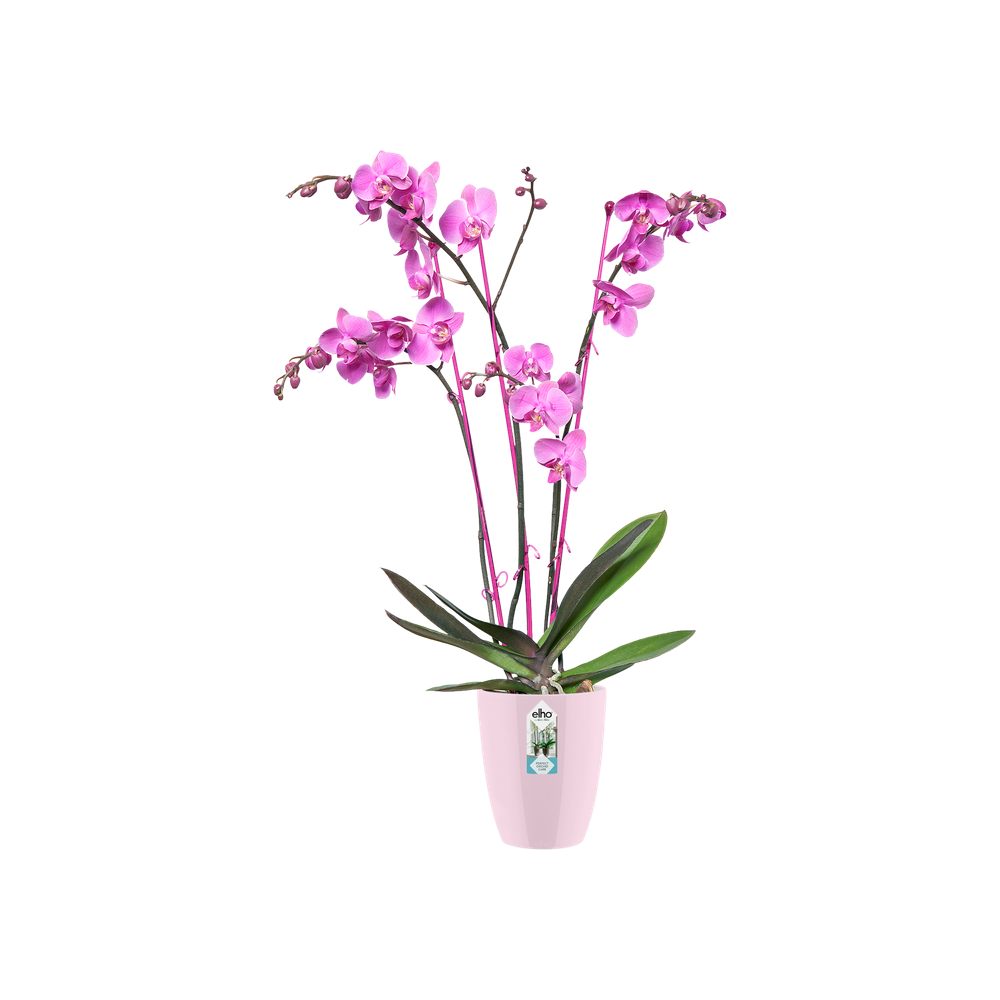 Brussels Diamond Orchid High 15