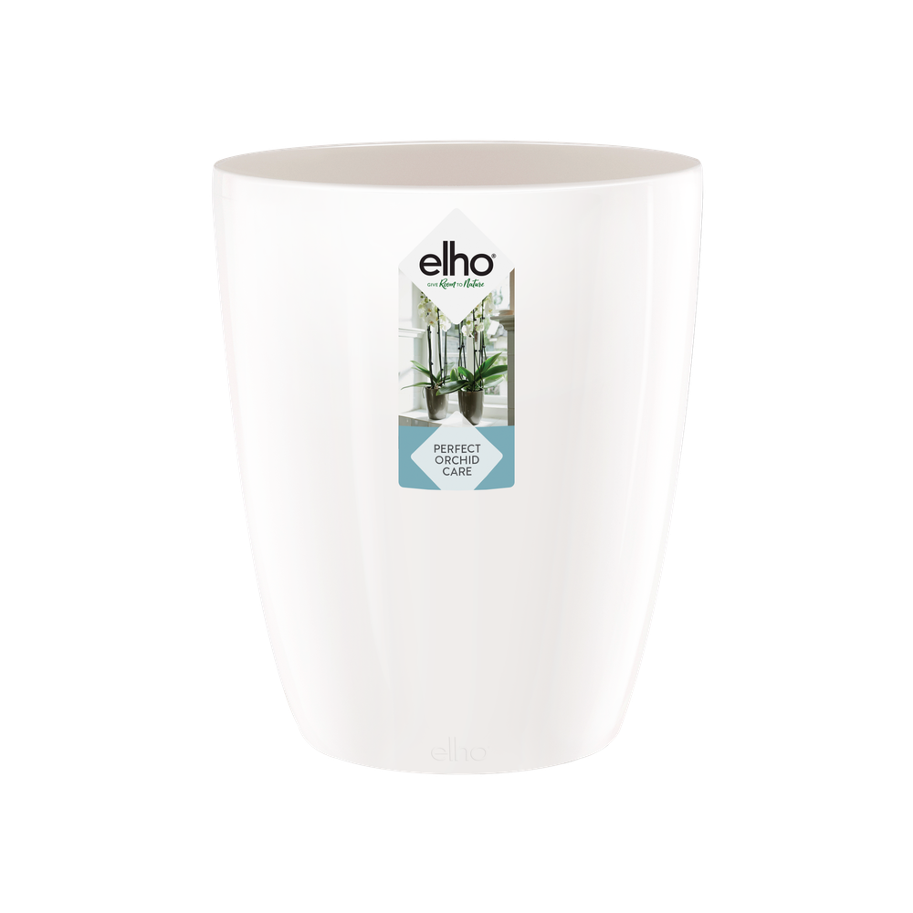 Brussels Diamond Orchid High 10,5