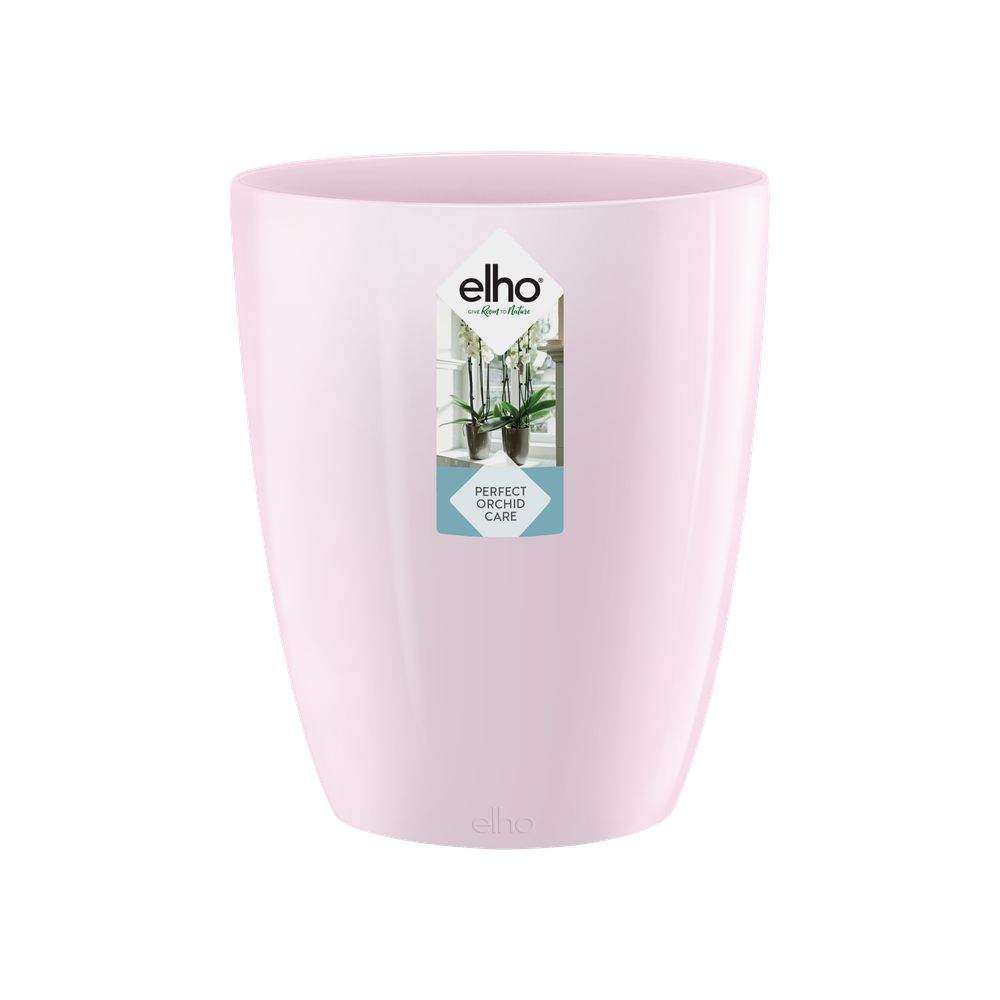 Brussels Diamond Orchid High 15