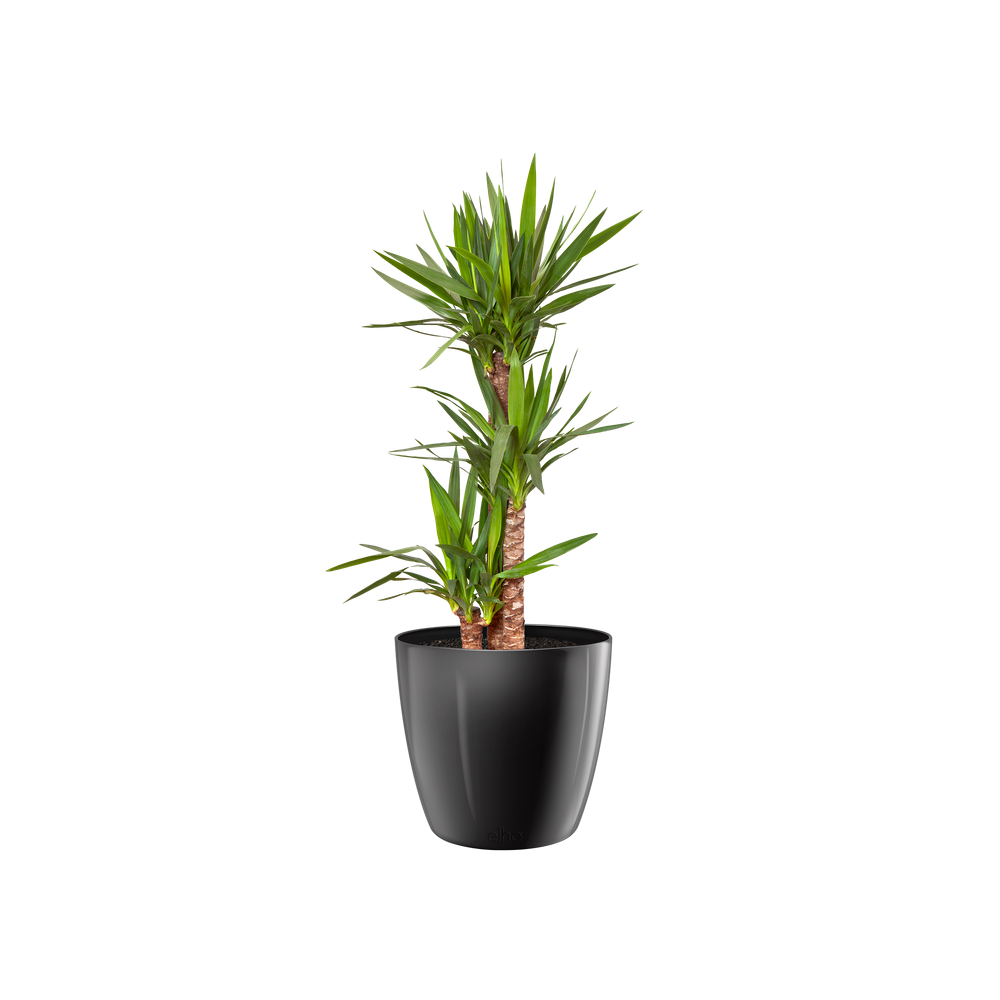 Brussels Diamond Round 30