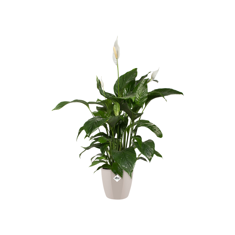 Brussels Diamond Round 16