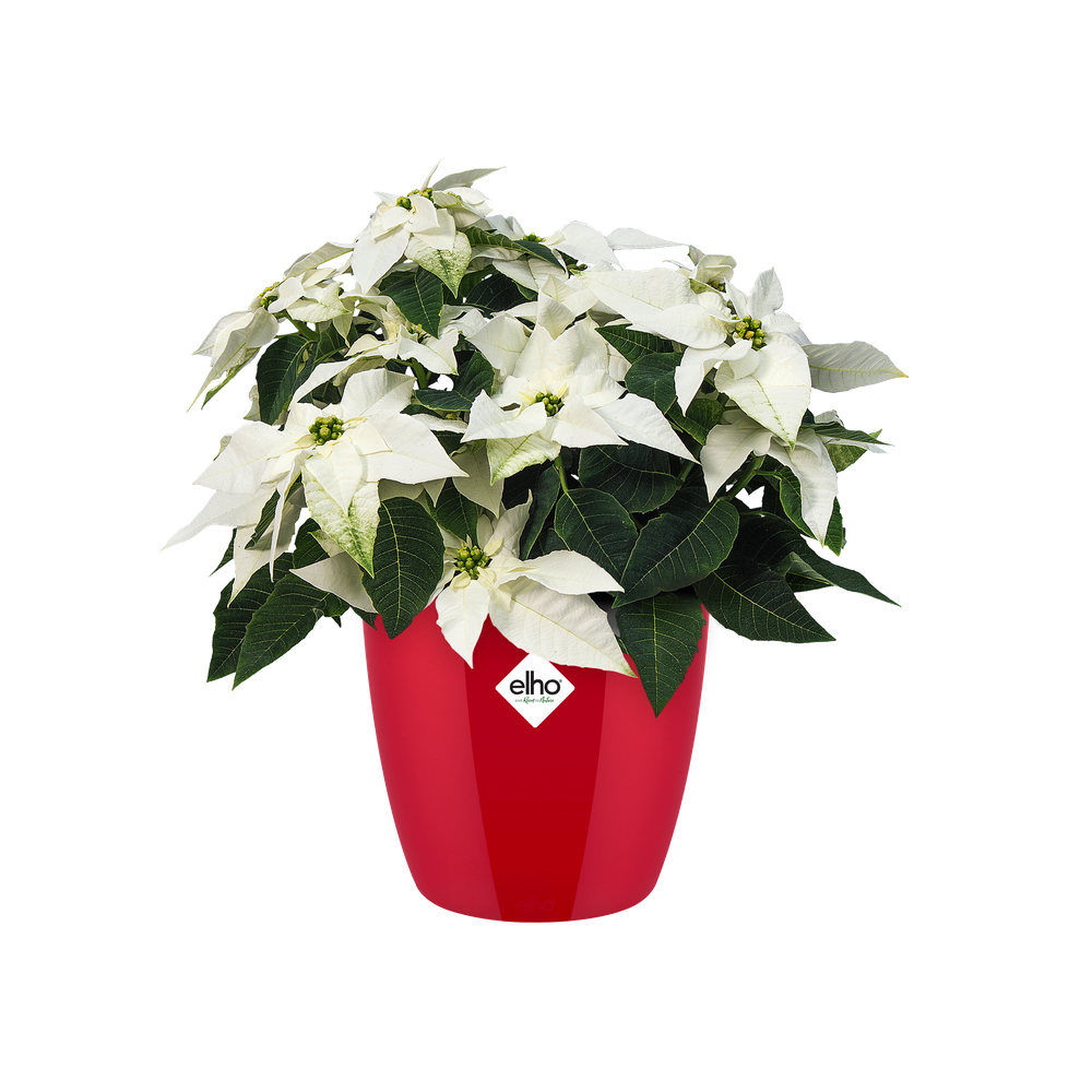 Brussels Diamond Round 20