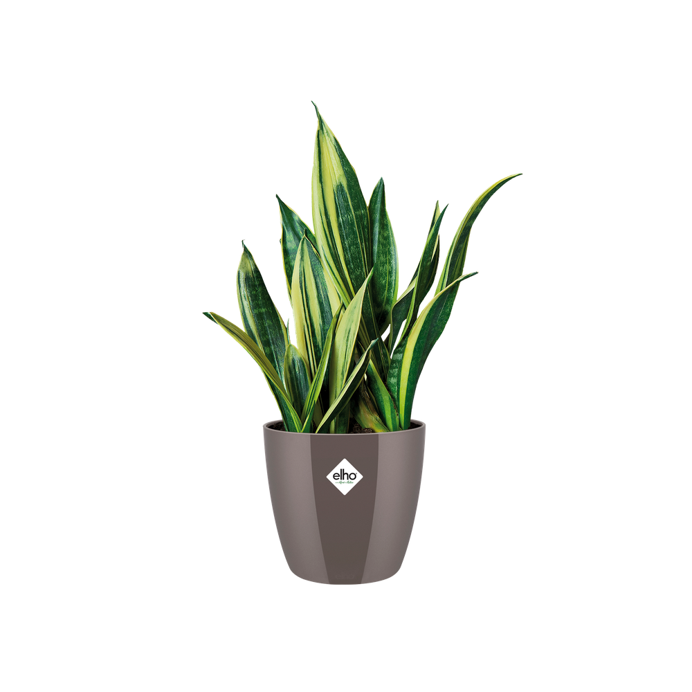 Brussels Diamond Round 30