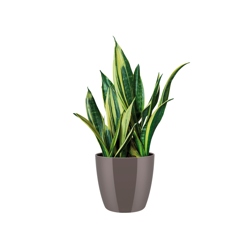 Brussels Diamond Round 30