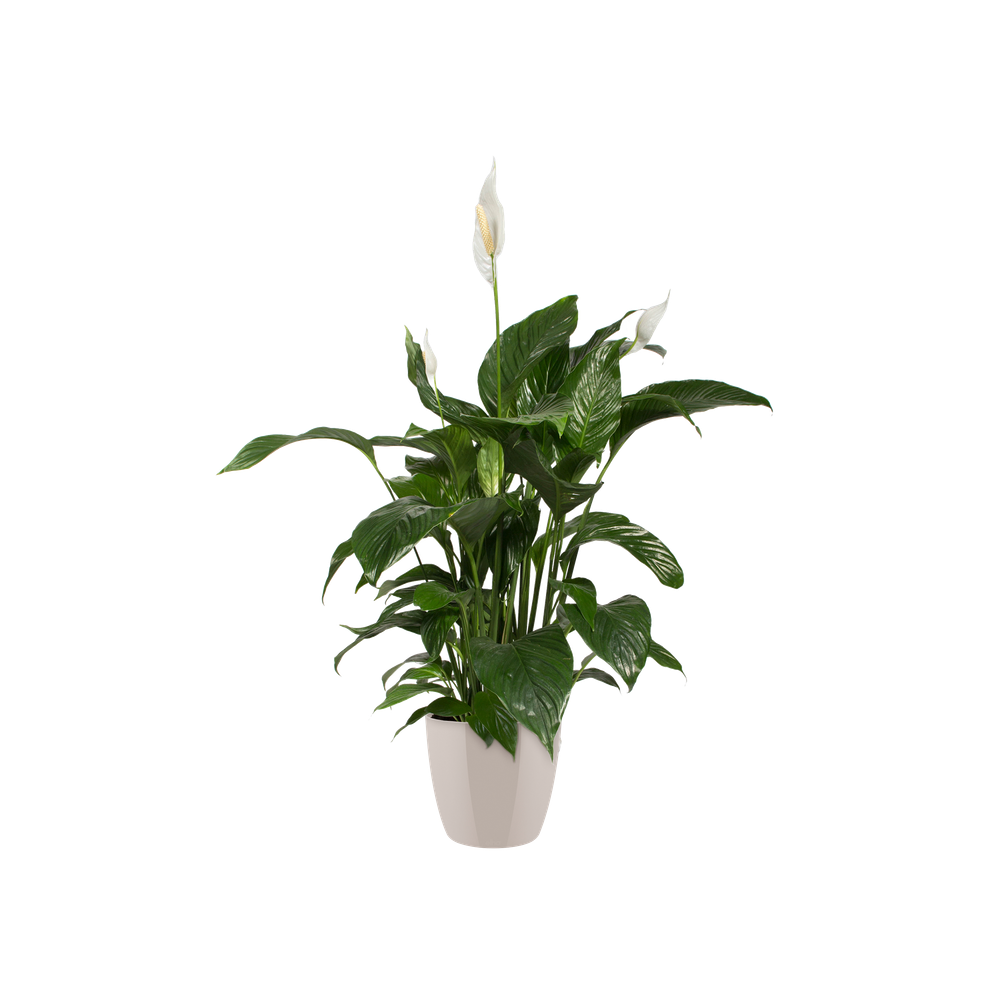 Brussels Diamond Round 16