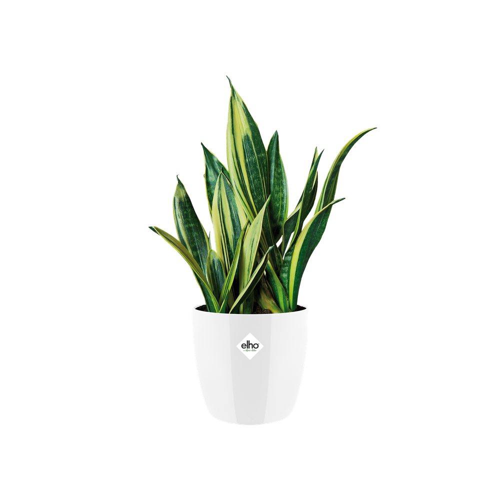 Brussels Diamond Round 16