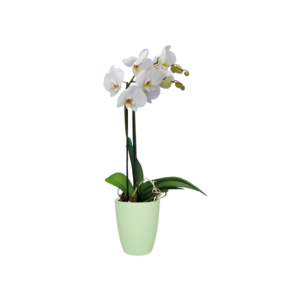 Brussels Orchid High 12,5