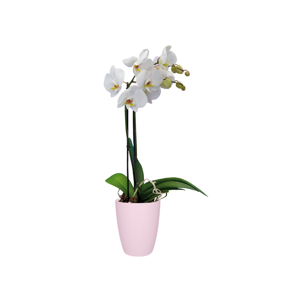 Brussels Orchid High 12,5