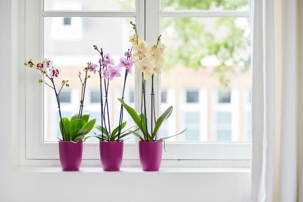 Brussels Orchid High 12,5