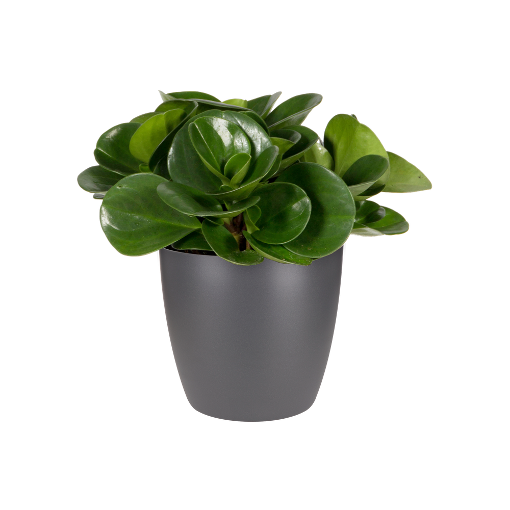 Brussels Round Mini 12,5