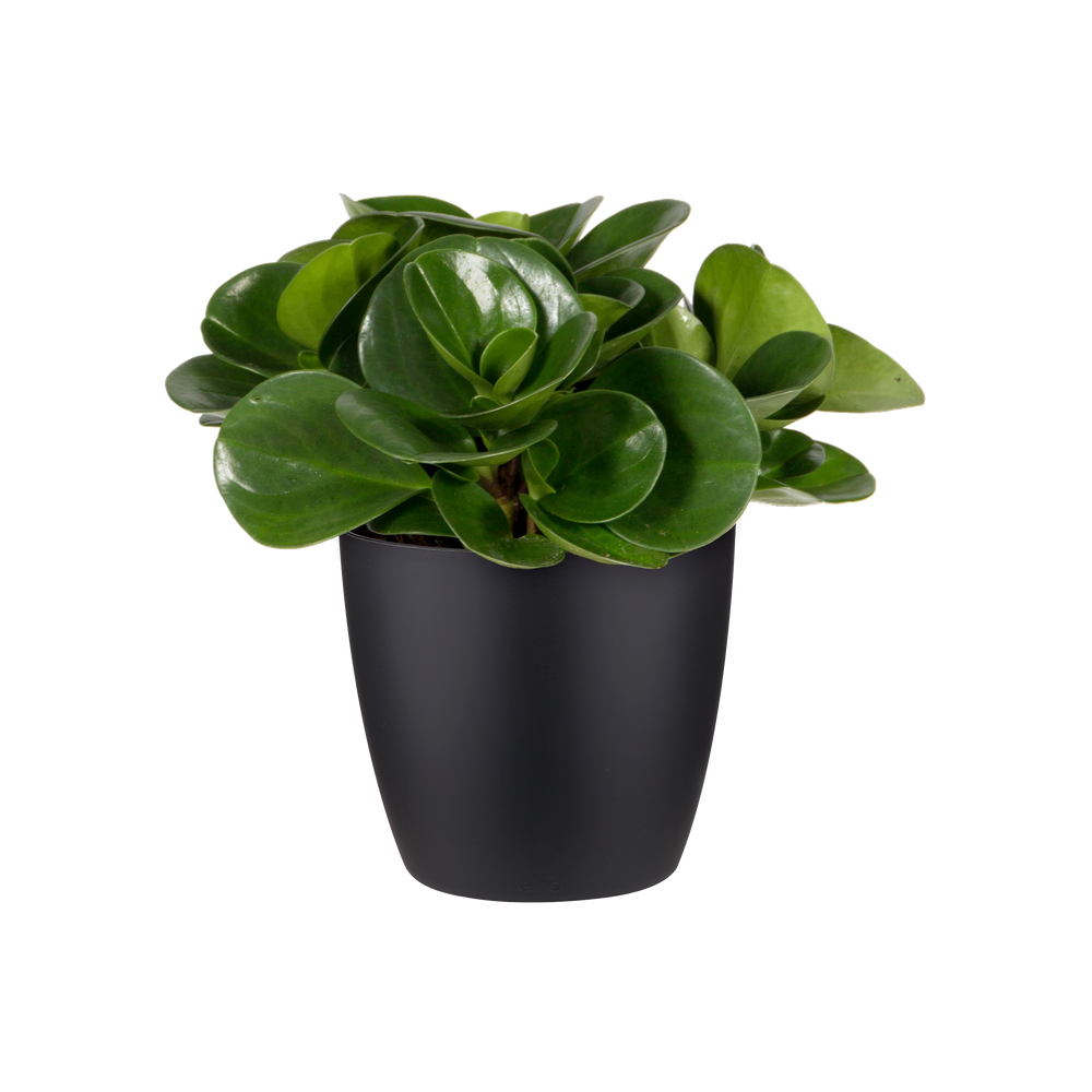 Brussels Round Mini 12,5