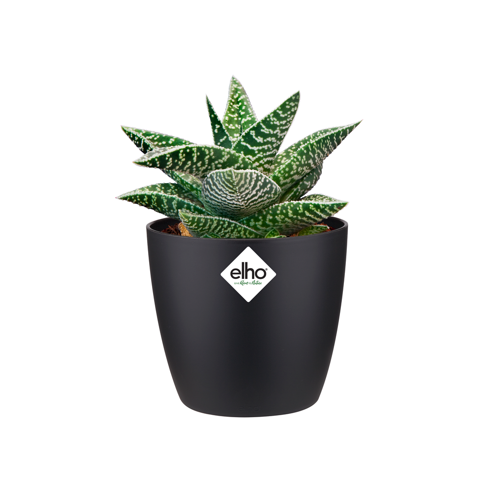 Brussels Round Mini 12,5