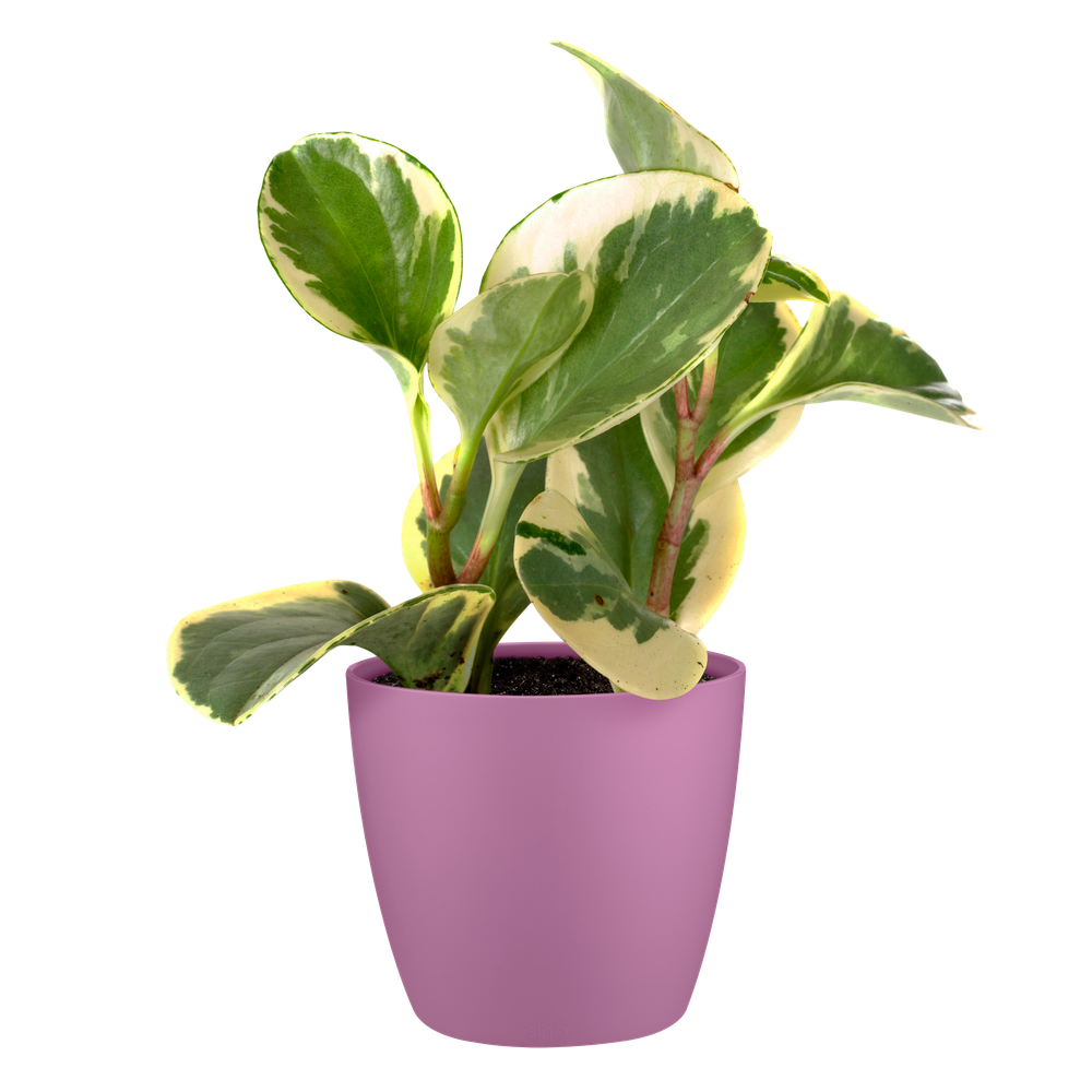 Brussels Round Mini 12,5