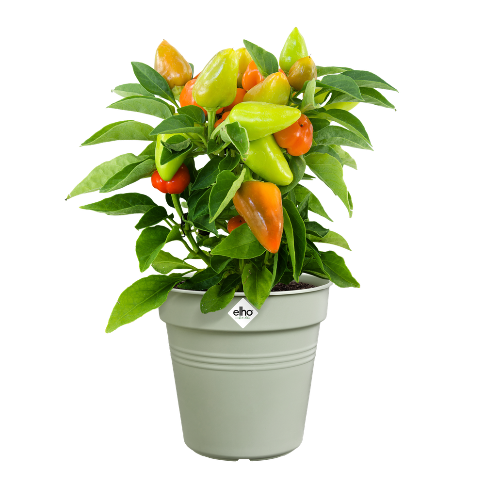 Green Basics Growpot 17