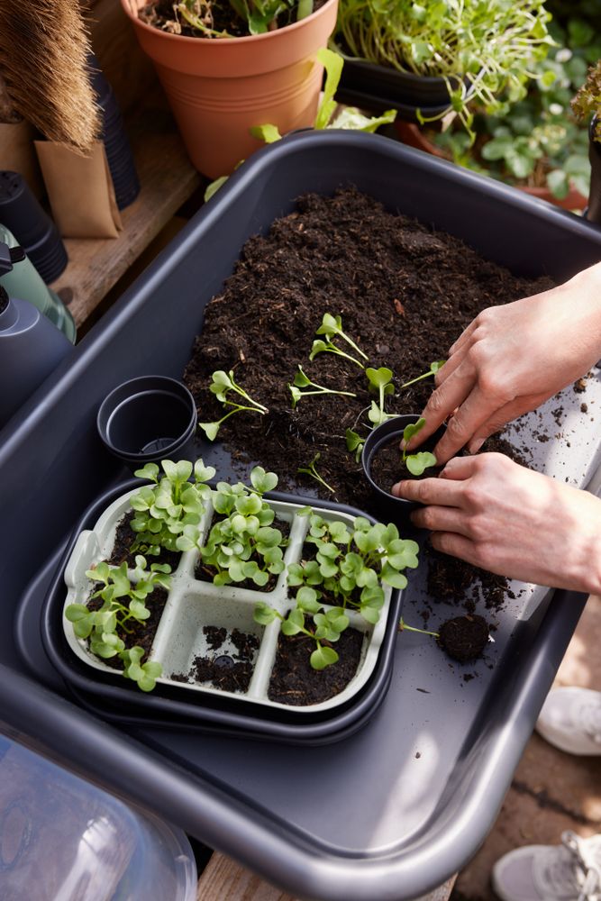 Green Basics Seed Tray 22