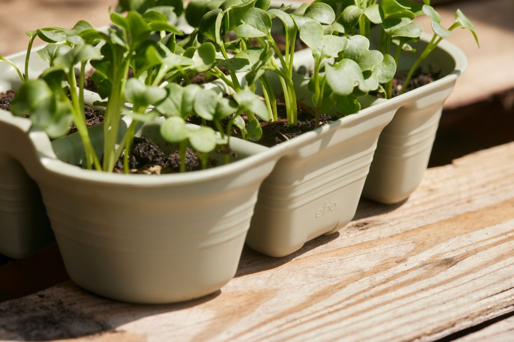 Green Basics Seed Tray 22