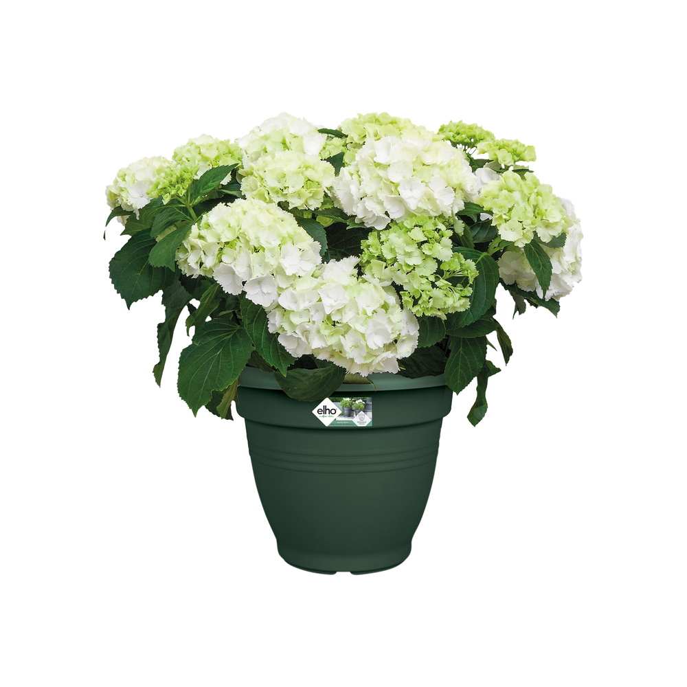 Green Basics Campana 25
