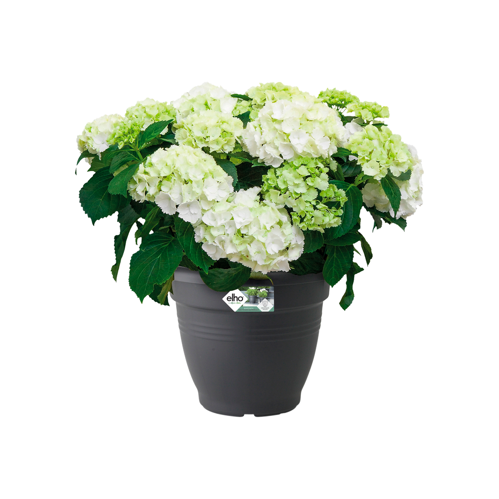 Green Basics Campana 25