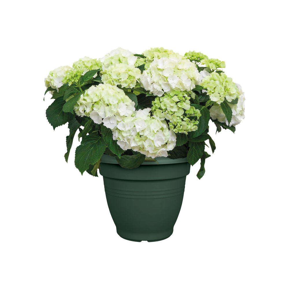 Green Basics Campana 25