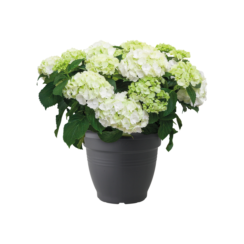 Green Basics Campana 25