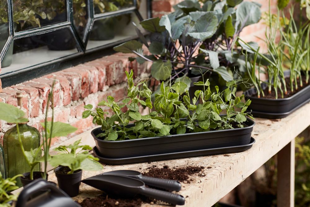 Green Basics Grow Tray Saucer L