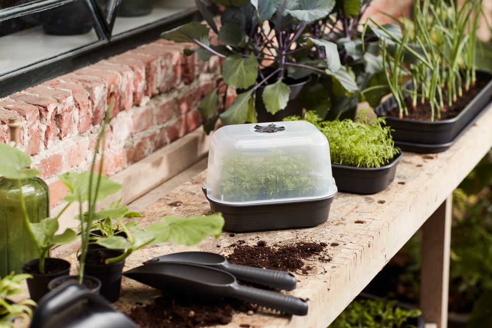 Green Basics Grow House S