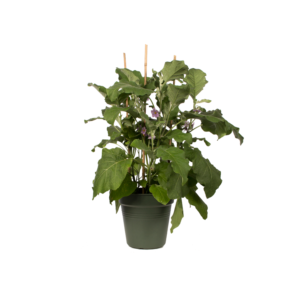 Green Basics Growpot 11