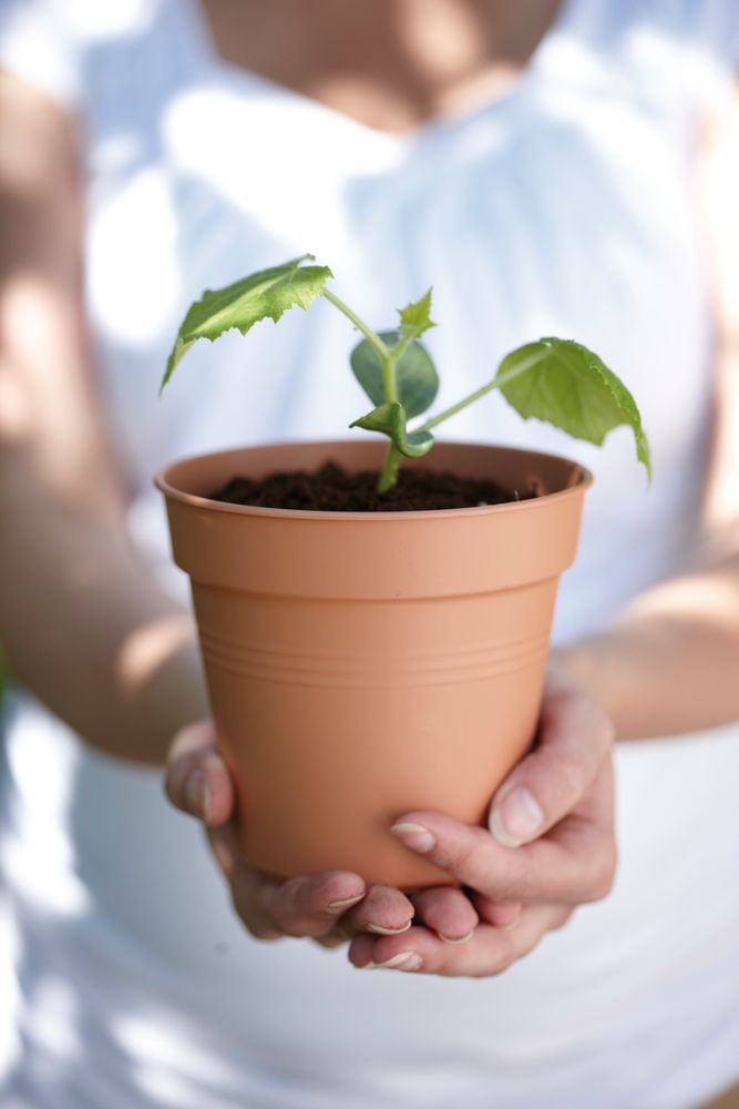 Green Basics Growpot 17