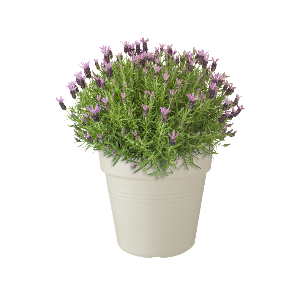 Green Basics Growpot 35