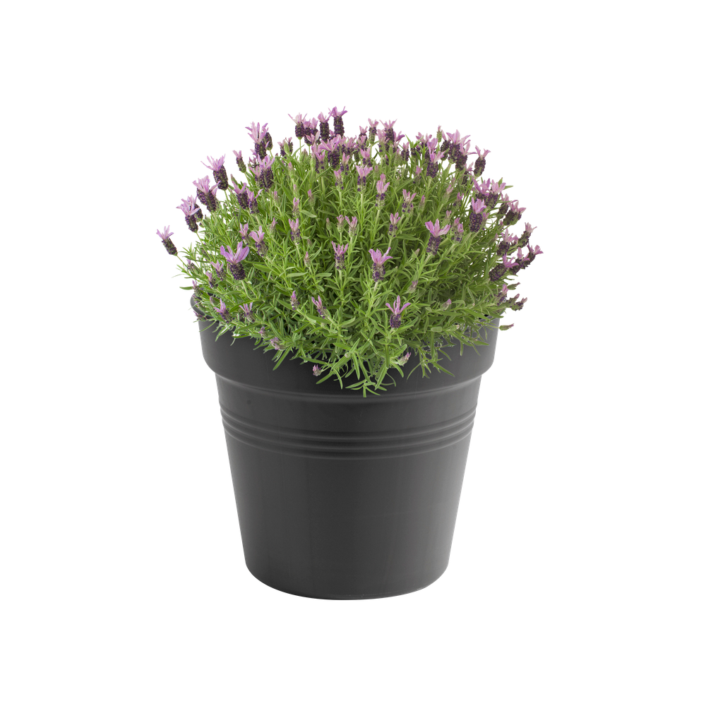 Green Basics Growpot 35