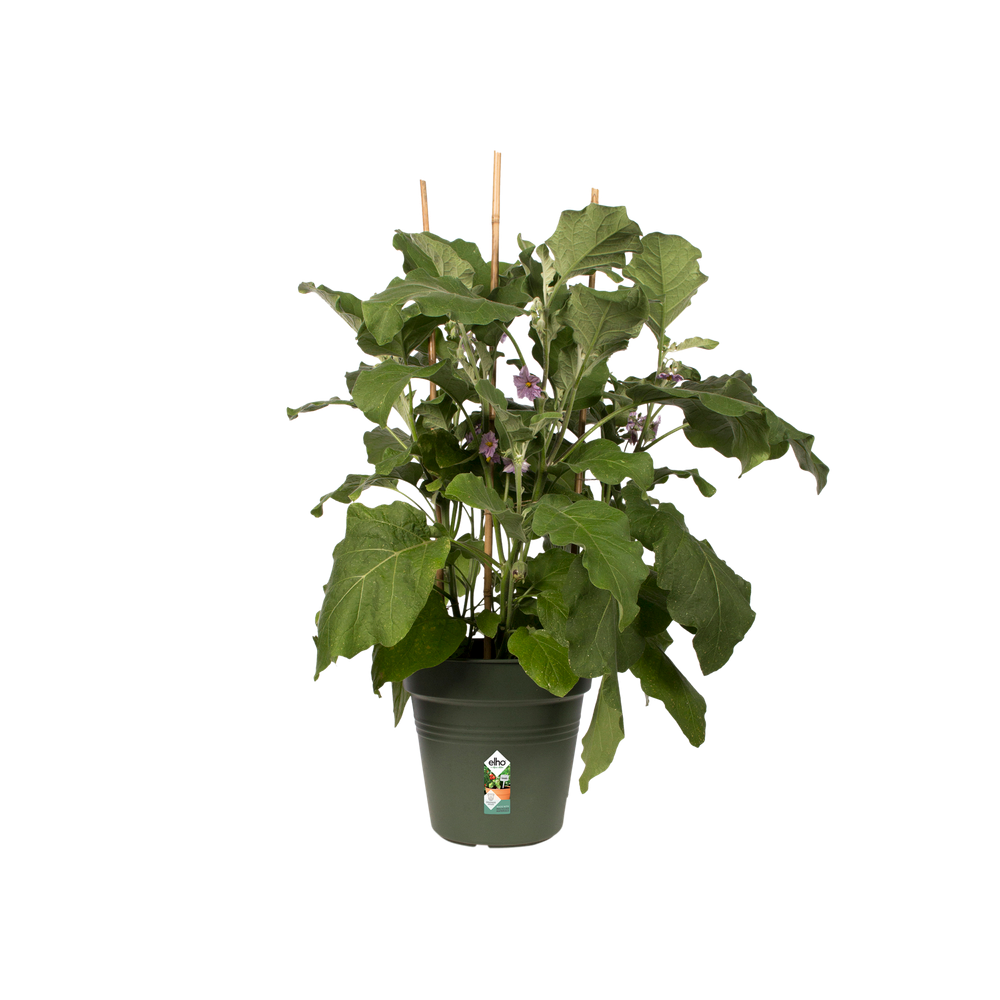 Green Basics Growpot 19