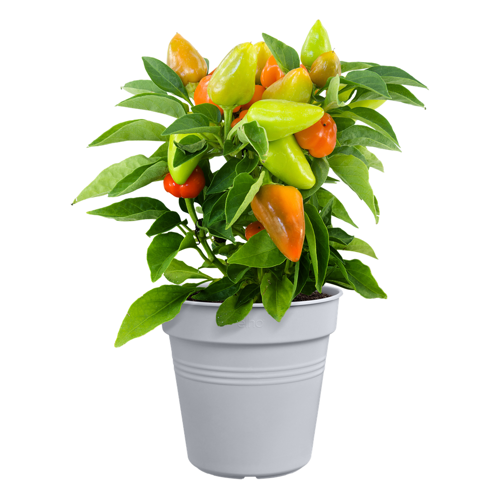 Green Basics Growpot 17