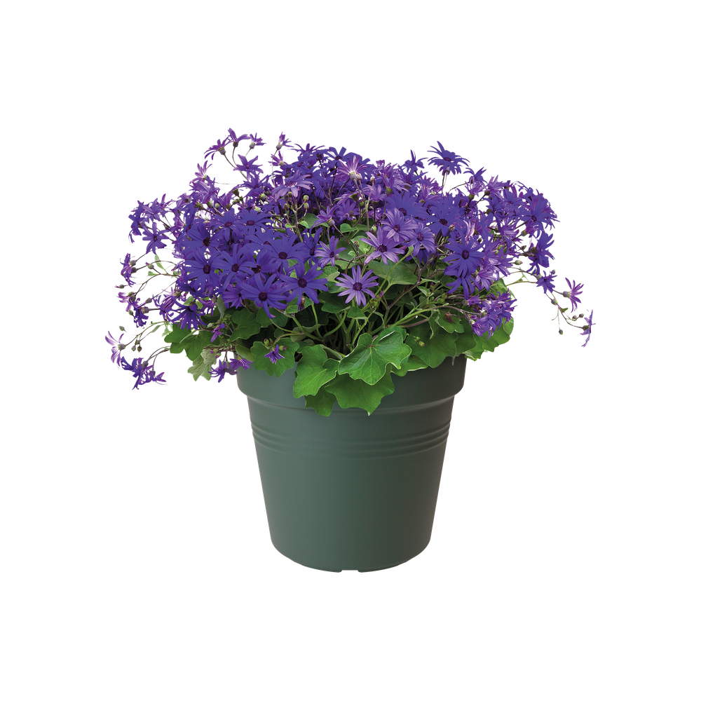 Green Basics Growpot 15