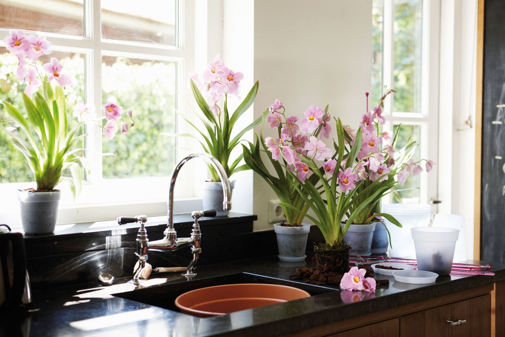 Green Basics Orchid 15