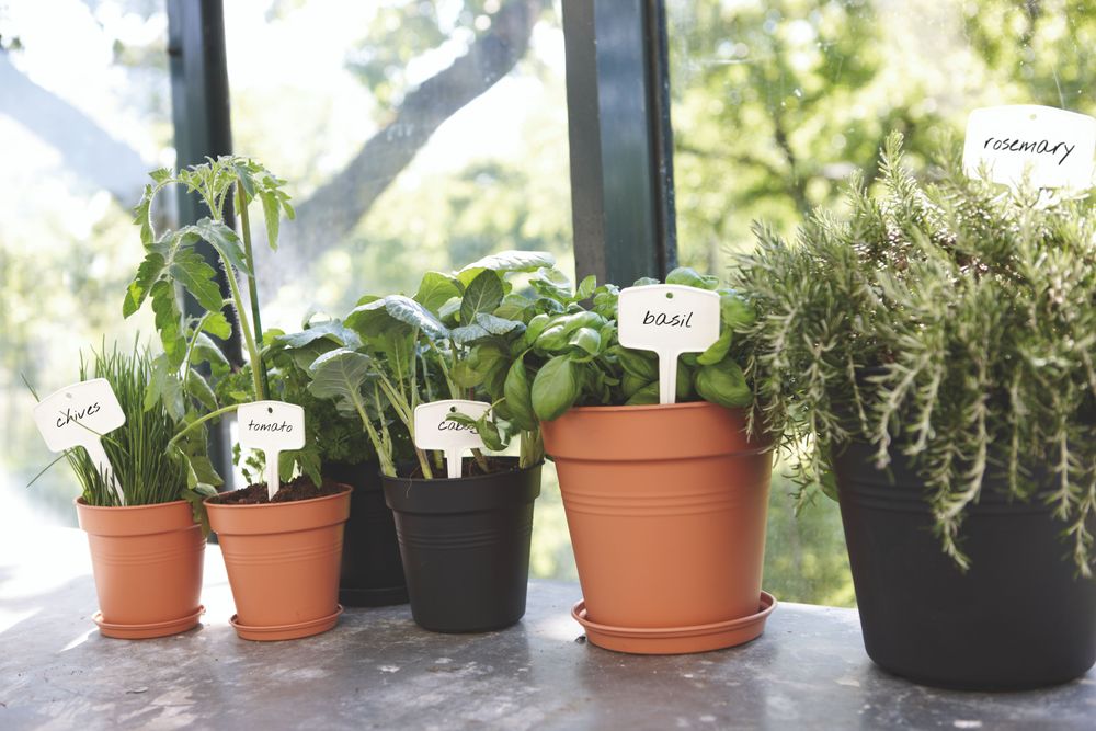 Green Basics Plantlabels S (set/5)