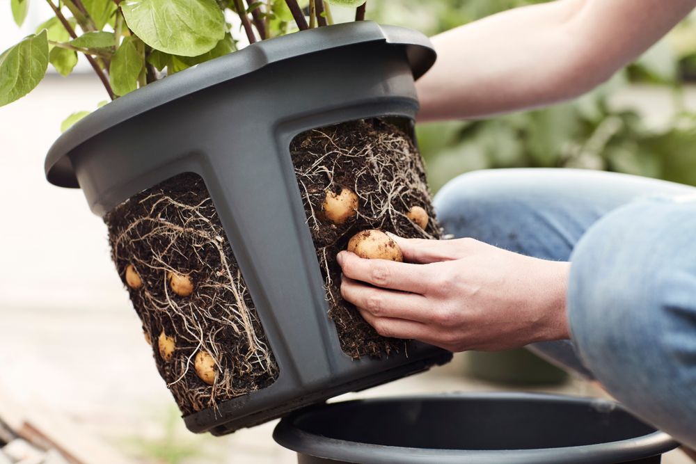 Green Basics Potato Pot 33