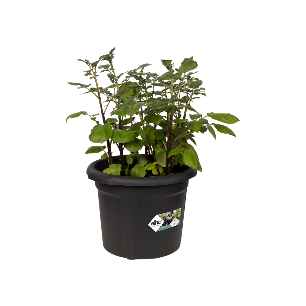 Green Basics Potato Pot 33