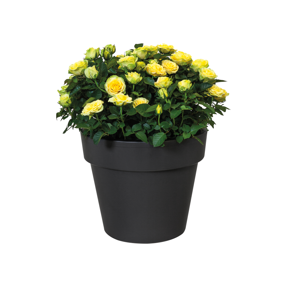 Green Basics Top Planter 23