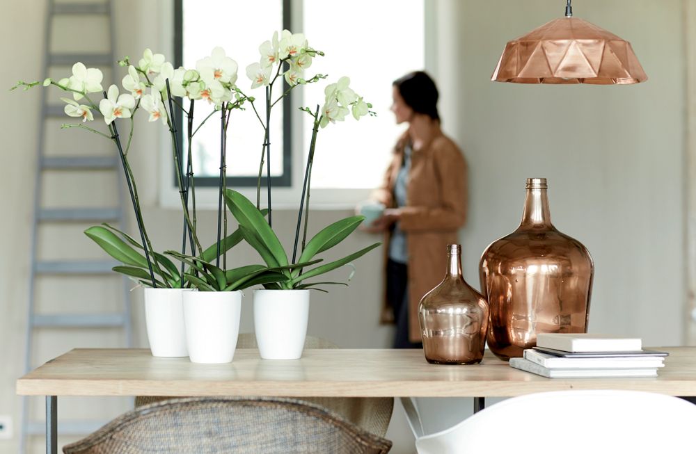 Brussels Diamond Orchid High 10,5