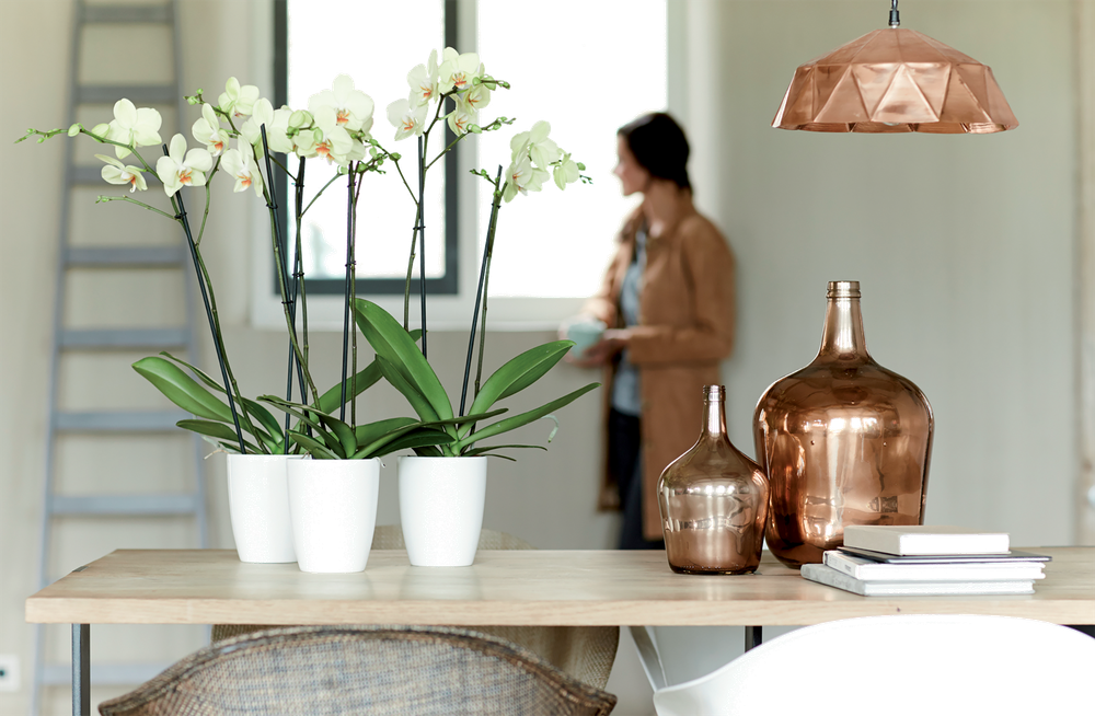 Brussels Diamond Orchid High 10,5
