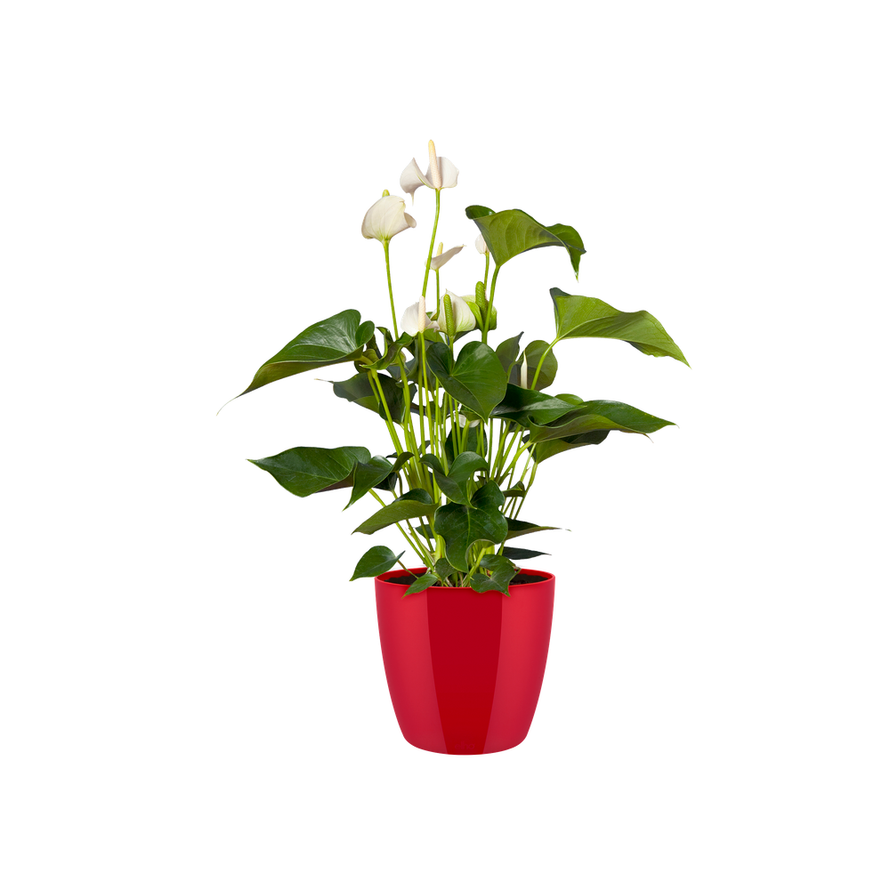 Brussels Diamond Round 16