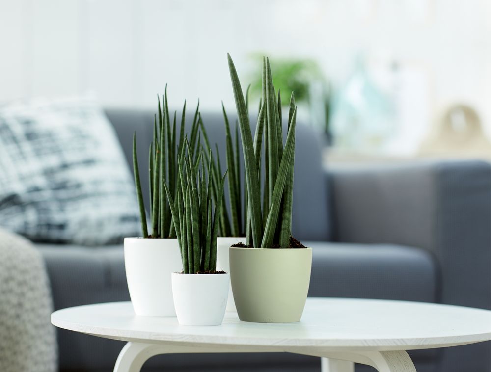 Brussels Round Mini 12,5