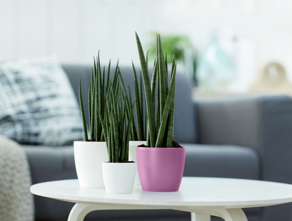 Brussels Round Mini 12,5