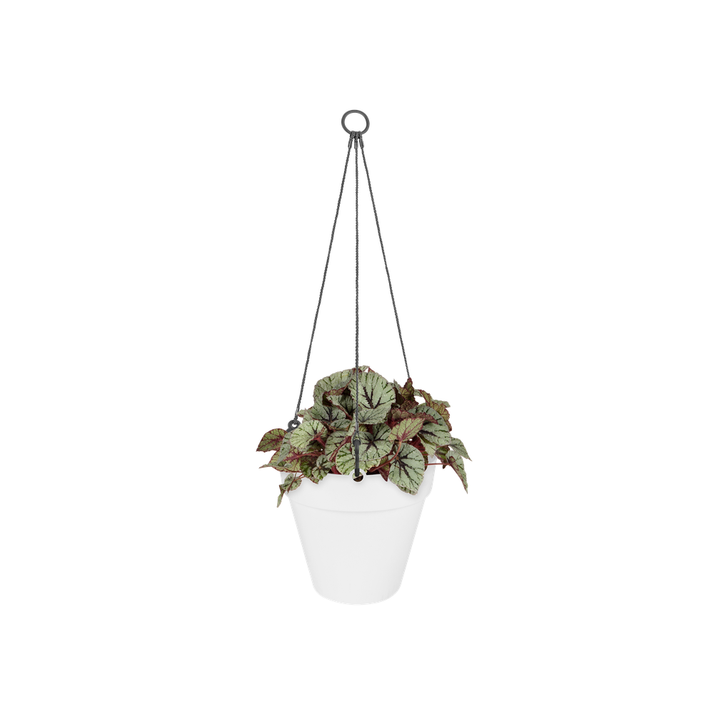 Loft Urban Hanging Basket 20