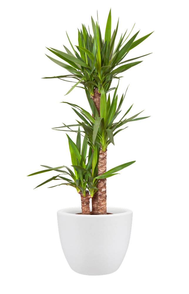 Pure Soft Round Wheels 40