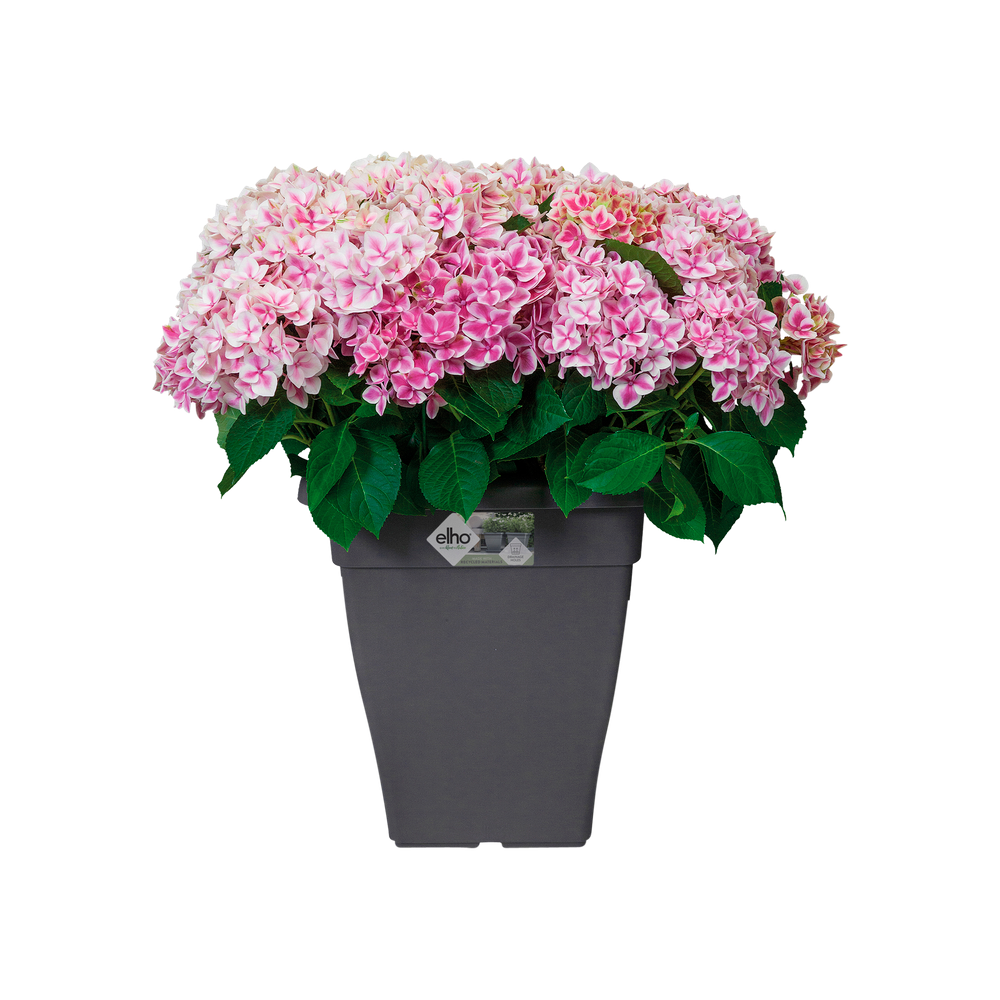 Torino Campana Square High 32