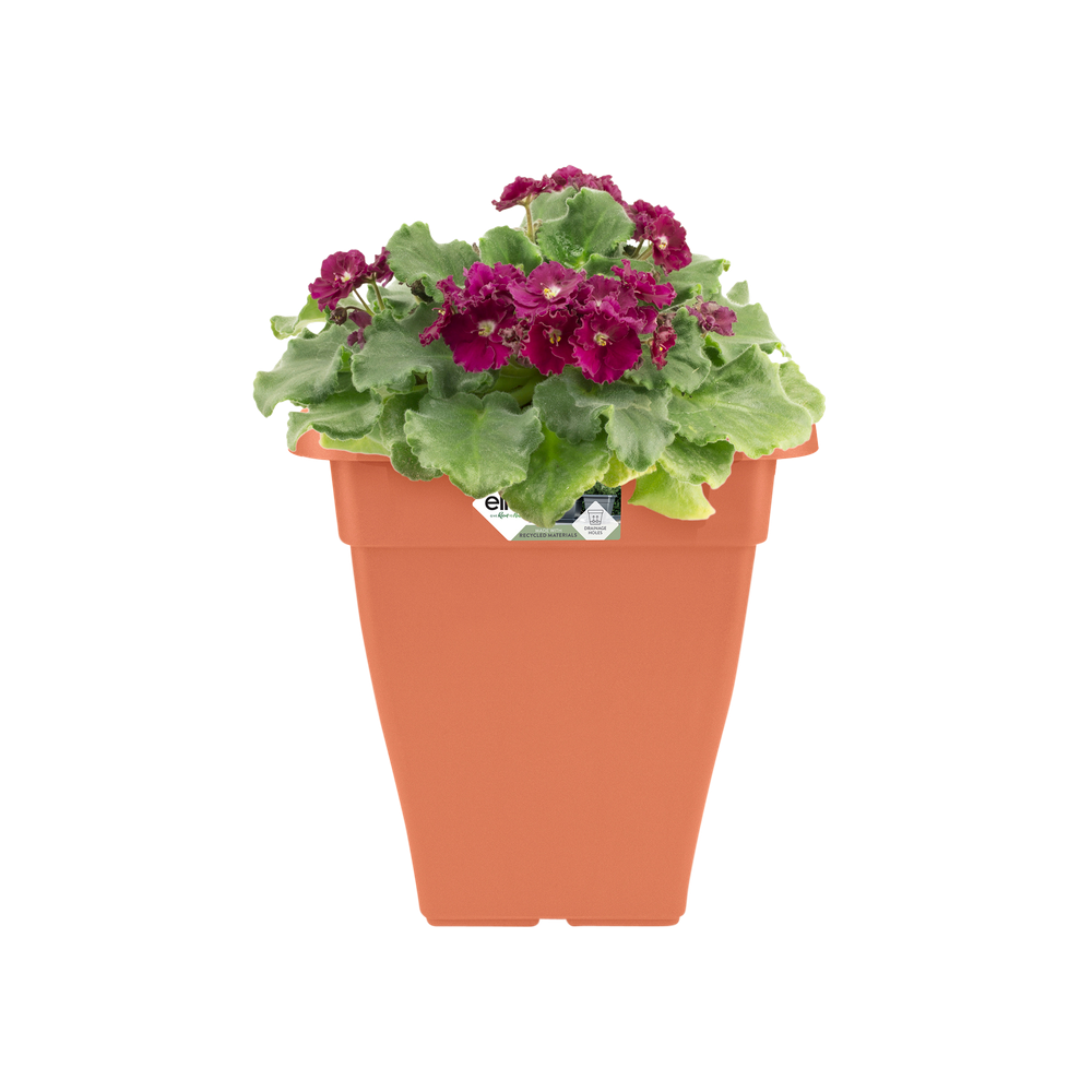 Torino Campana Square High 32