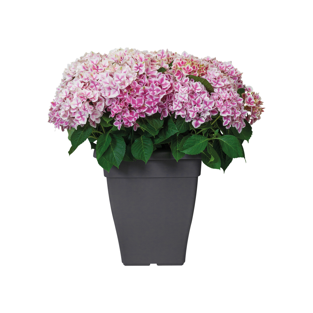 Torino Campana Square High 32